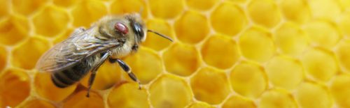 Honeybee with varroa mite sitting on honeycombs One of the biggest problems to honeybee population is the varroa mite. These little mites kill thousands of hives every year by weakening individual bees during the winter